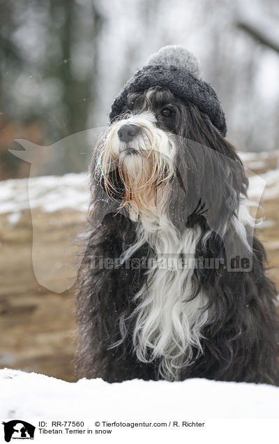 Tibet Terrier im Schnee / Tibetan Terrier in snow / RR-77560