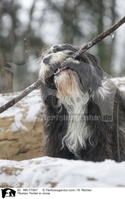 Tibet Terrier im Schnee / Tibetan Terrier in snow / RR-77567