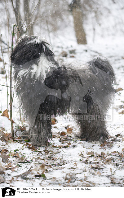 Tibet Terrier im Schnee / Tibetan Terrier in snow / RR-77574