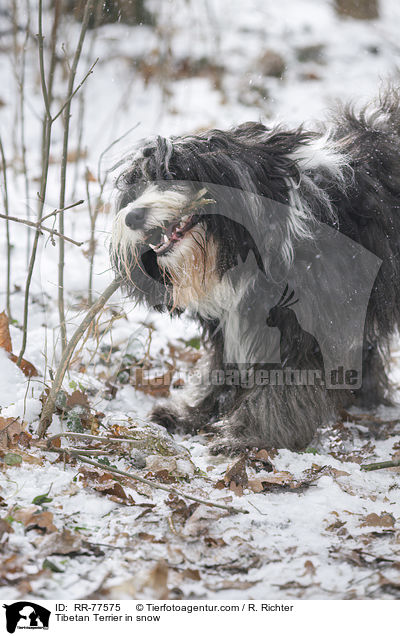 Tibet Terrier im Schnee / Tibetan Terrier in snow / RR-77575