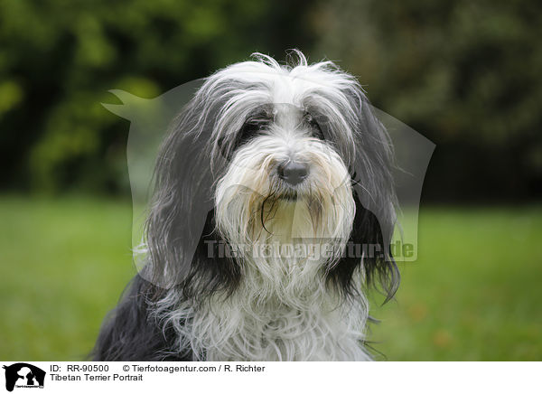 Tibet-Terrier Portrait / Tibetan Terrier Portrait / RR-90500