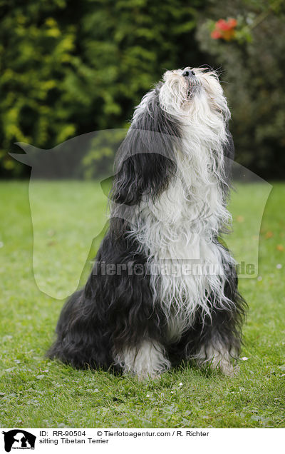 sitzender Tibet-Terrier / sitting Tibetan Terrier / RR-90504