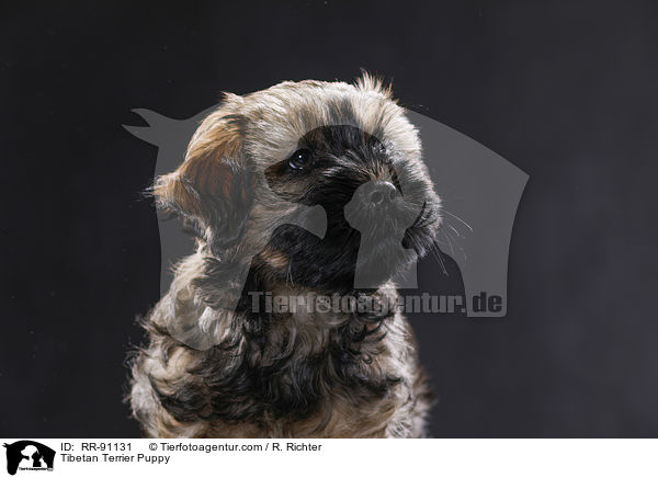 Tibet-Terrier Welpe / Tibetan Terrier Puppy / RR-91131