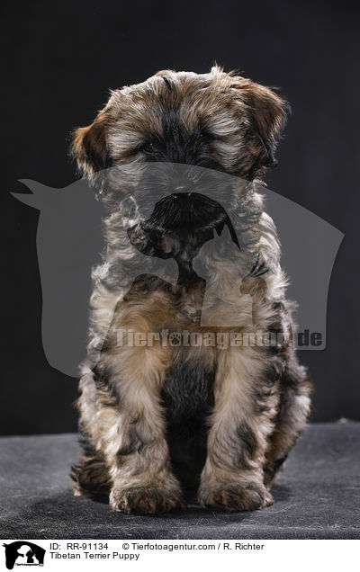 Tibet-Terrier Welpe / Tibetan Terrier Puppy / RR-91134