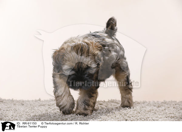 Tibet-Terrier Welpe / Tibetan Terrier Puppy / RR-91150