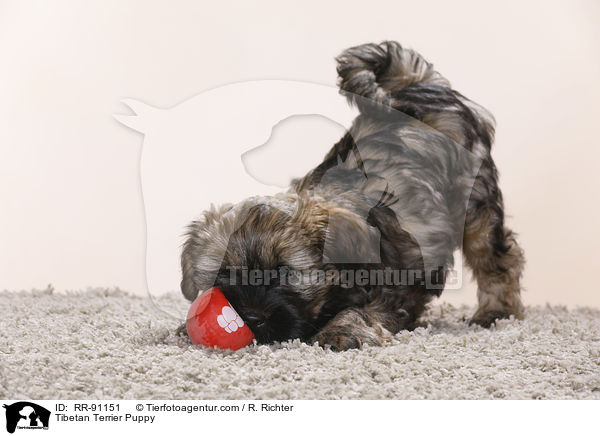 Tibet-Terrier Welpe / Tibetan Terrier Puppy / RR-91151