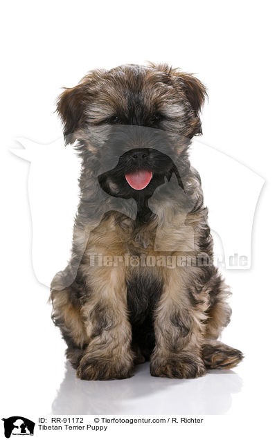 Tibet-Terrier Welpe / Tibetan Terrier Puppy / RR-91172