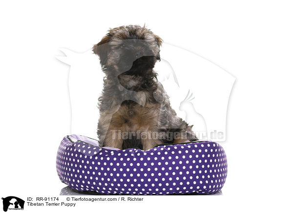 Tibet-Terrier Welpe / Tibetan Terrier Puppy / RR-91174