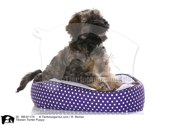 Tibet-Terrier Welpe / Tibetan Terrier Puppy / RR-91175