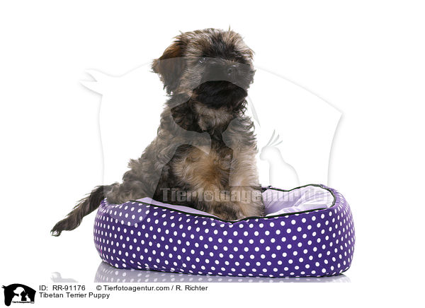 Tibet-Terrier Welpe / Tibetan Terrier Puppy / RR-91176