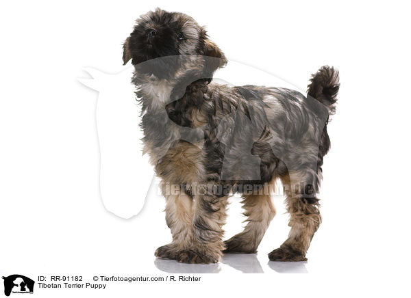 Tibet-Terrier Welpe / Tibetan Terrier Puppy / RR-91182