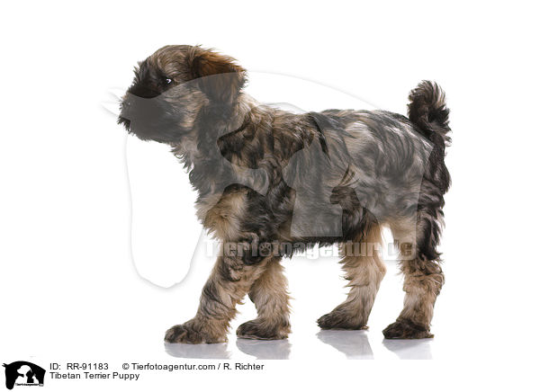 Tibet-Terrier Welpe / Tibetan Terrier Puppy / RR-91183