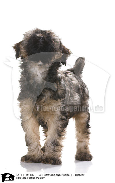 Tibet-Terrier Welpe / Tibetan Terrier Puppy / RR-91187
