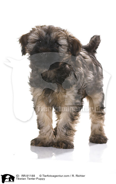Tibet-Terrier Welpe / Tibetan Terrier Puppy / RR-91188