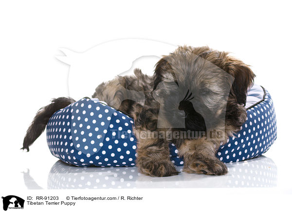 Tibet-Terrier Welpe / Tibetan Terrier Puppy / RR-91203