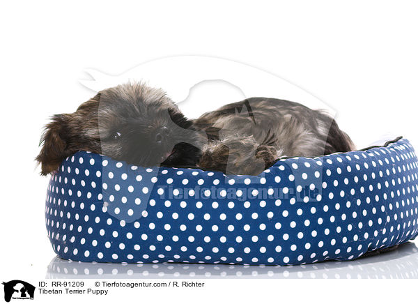 Tibet-Terrier Welpe / Tibetan Terrier Puppy / RR-91209