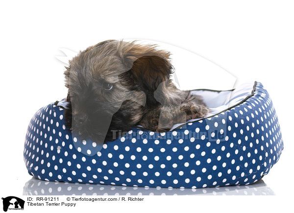 Tibet-Terrier Welpe / Tibetan Terrier Puppy / RR-91211