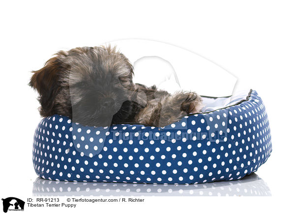 Tibet-Terrier Welpe / Tibetan Terrier Puppy / RR-91213