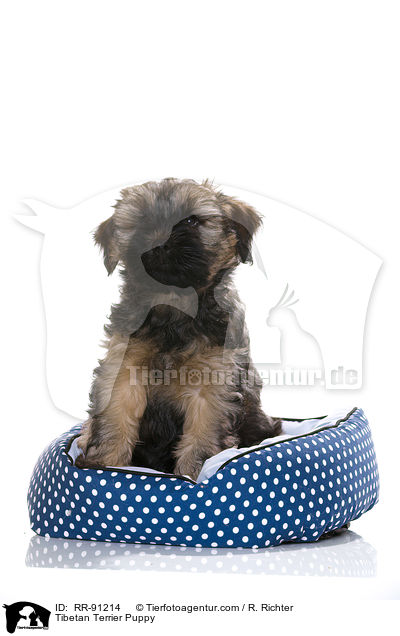 Tibet-Terrier Welpe / Tibetan Terrier Puppy / RR-91214