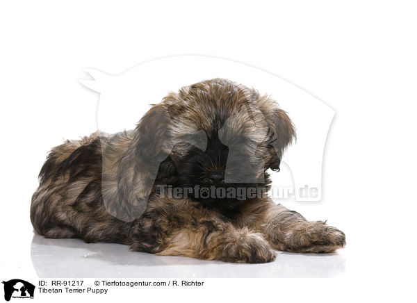 Tibet-Terrier Welpe / Tibetan Terrier Puppy / RR-91217