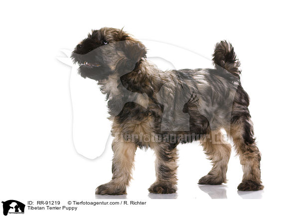 Tibet-Terrier Welpe / Tibetan Terrier Puppy / RR-91219