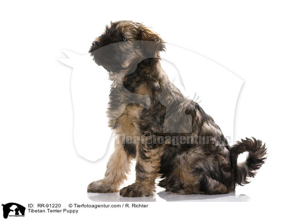 Tibet-Terrier Welpe / Tibetan Terrier Puppy / RR-91220