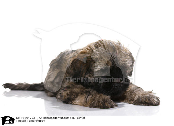 Tibet-Terrier Welpe / Tibetan Terrier Puppy / RR-91222