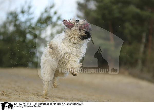 rennender Tibet Terrier / running Tibetan Terrier / KB-01413