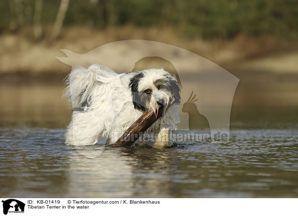 Tibet Terrier im Wasser / Tibetan Terrier in the water / KB-01419