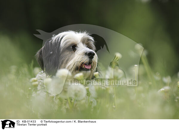 Tibet Terrier Portrait / Tibetan Terrier portrait / KB-01433