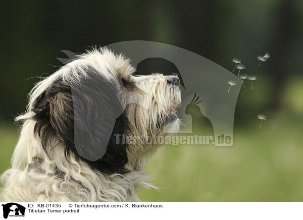 Tibet Terrier Portrait / Tibetan Terrier portrait / KB-01435