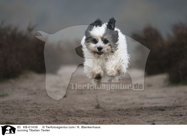 rennender Tibet Terrier / running Tibetan Terrier / KB-01439