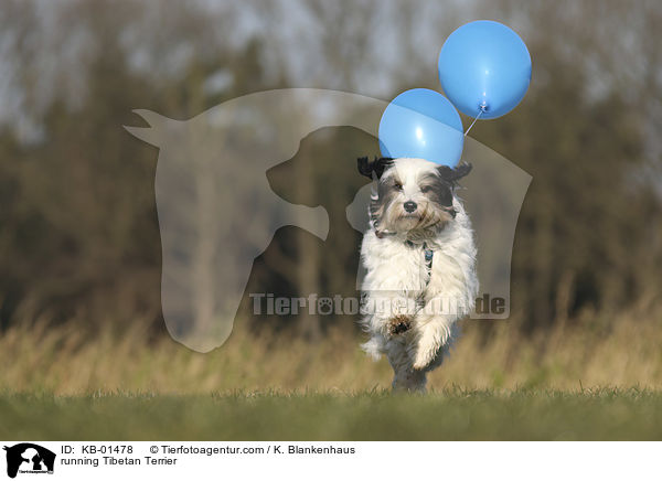 rennender Tibet Terrier / running Tibetan Terrier / KB-01478