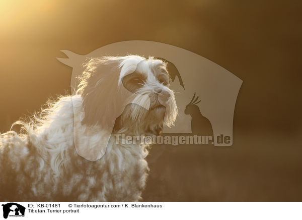 Tibet Terrier Portrait / Tibetan Terrier portrait / KB-01481