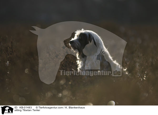 sitzender Tibet Terrier / sitting Tibetan Terrier / KB-01483