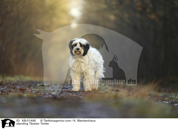 stehender Tibet Terrier / standing Tibetan Terrier / KB-01486
