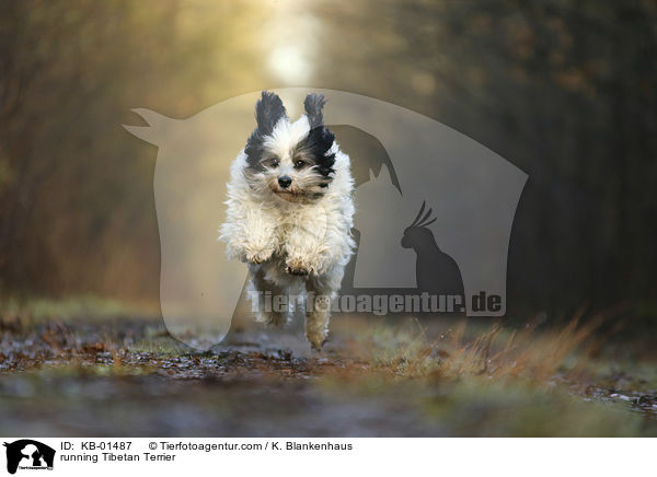 rennender Tibet Terrier / running Tibetan Terrier / KB-01487