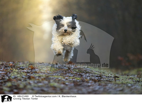 rennender Tibet Terrier / running Tibetan Terrier / KB-01490
