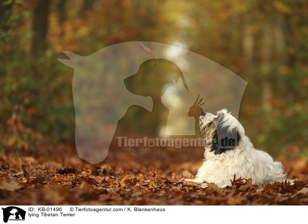 liegender Tibet Terrier / lying Tibetan Terrier / KB-01496