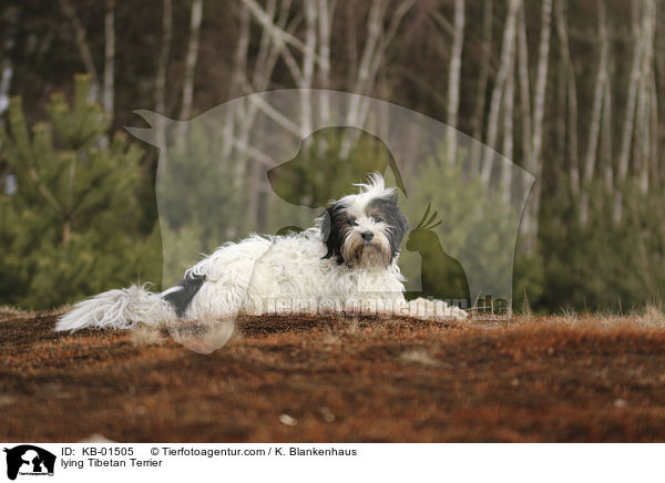 liegender Tibet Terrier / lying Tibetan Terrier / KB-01505