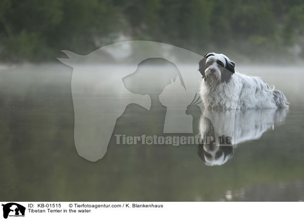 Tibet Terrier im Wasser / Tibetan Terrier in the water / KB-01515
