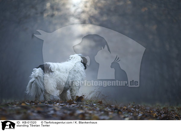 stehender Tibet Terrier / standing Tibetan Terrier / KB-01520