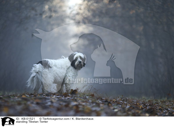 stehender Tibet Terrier / standing Tibetan Terrier / KB-01521