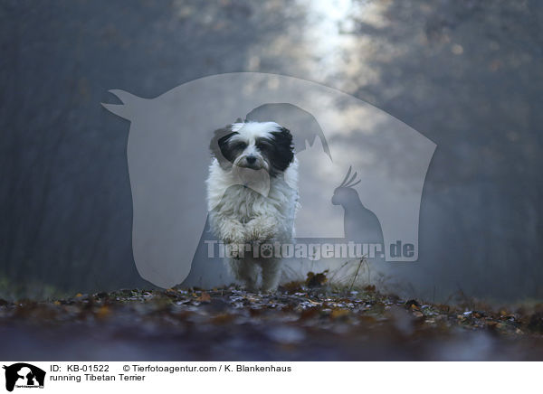 rennender Tibet Terrier / running Tibetan Terrier / KB-01522
