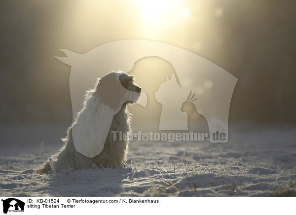 sitzender Tibet Terrier / sitting Tibetan Terrier / KB-01524