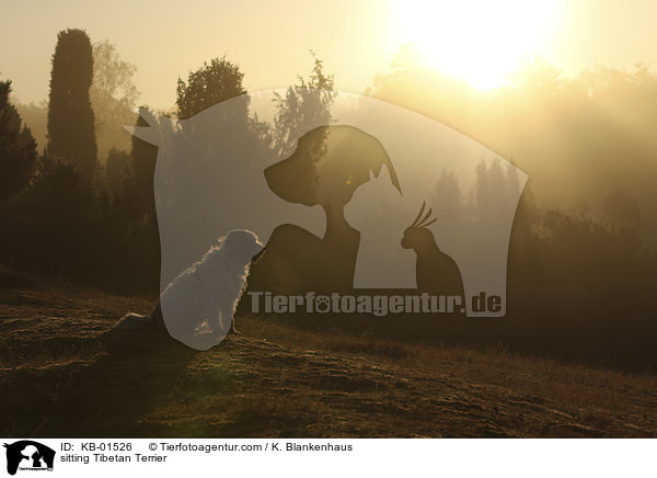 sitzender Tibet Terrier / sitting Tibetan Terrier / KB-01526