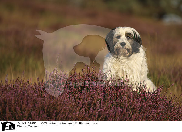Tibet Terrier / Tibetan Terrier / KB-01555