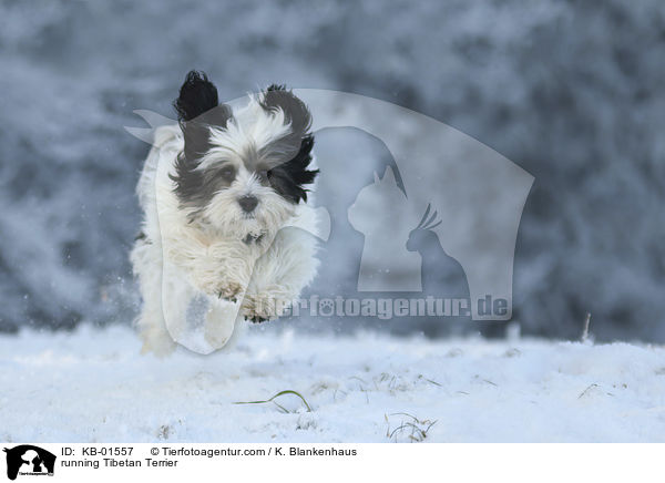 rennender Tibet Terrier / running Tibetan Terrier / KB-01557