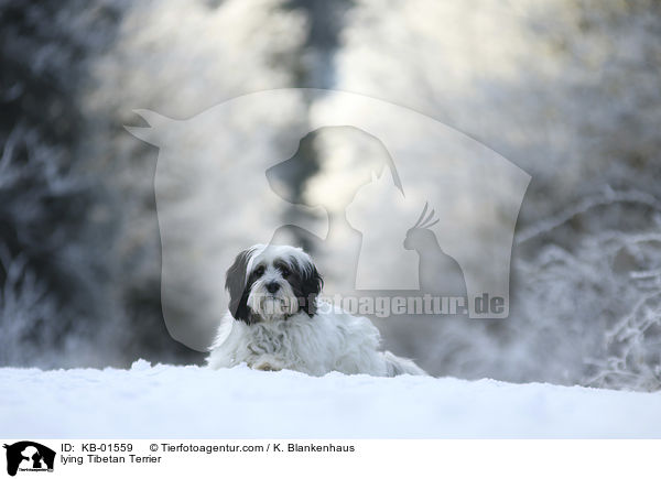 liegender Tibet Terrier / lying Tibetan Terrier / KB-01559