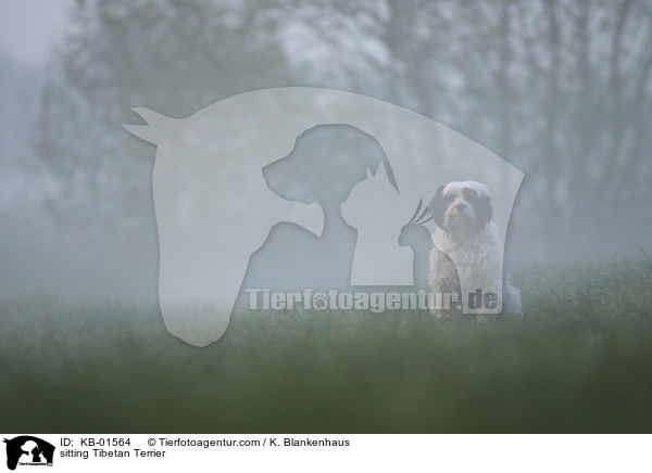 sitzender Tibet Terrier / sitting Tibetan Terrier / KB-01564